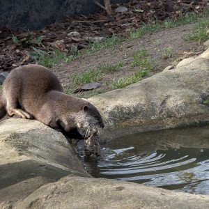 loutre